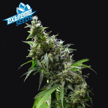Amnesia Haze